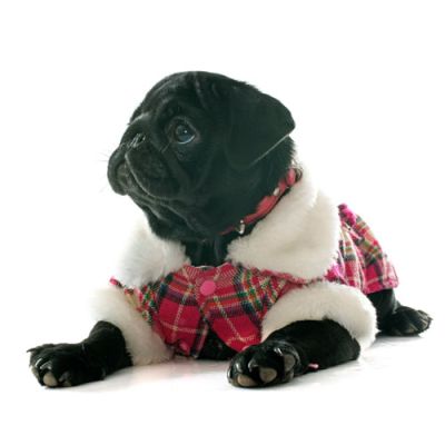 Dog clothing for pugs, bulldogs and co.